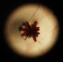 crystal shaped like flower